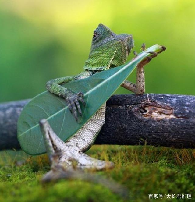 九游-体操夜战：中原飞鹰队强势反弹塞北犀牛队，主帅临场妙招门前嗅觉决定胜负的简单介绍